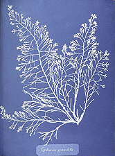Anna Atkins  Cystoseira granulata  1843  cyanotype photogram  26 x 20.3 cm  New York Public Library